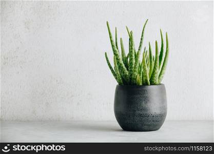 Aloe vera plant in design modern pot and white wall mock up. Minimalistic stylish interior, home decor, natural skin therapy concept, copy space