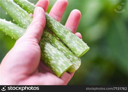 aloe vera plant in hand and nature green background / close up of fresh aloe vera leaf with gel natural herbs and herbal medicines , selective focus