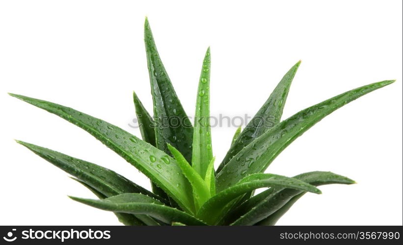 Aloe vera plant isolated on white.