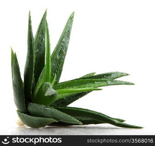 Aloe vera plant isolated on white.