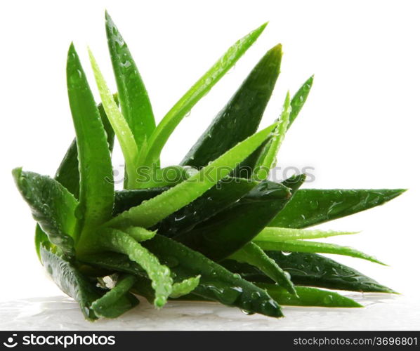 Aloe vera plant isolated on white.