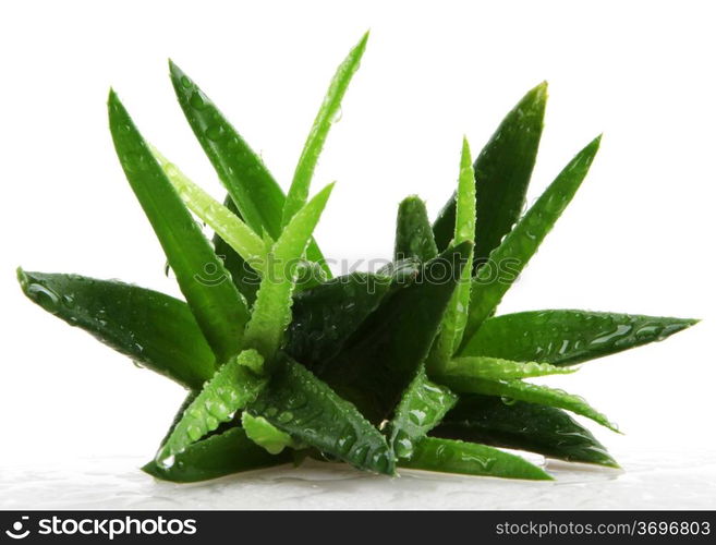 Aloe vera plant isolated on white.