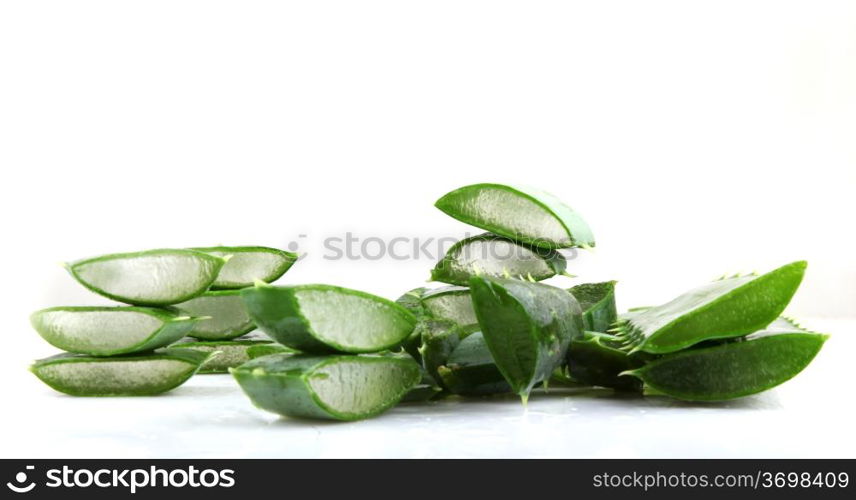 Aloe vera plant isolated on white