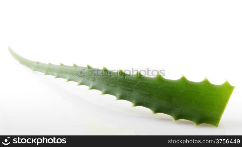 Aloe vera plant isolated on white.