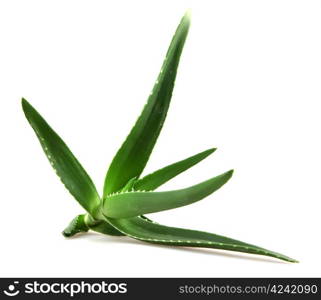 aloe vera plant isolated on white.