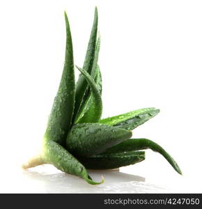 Aloe vera plant isolated on white.