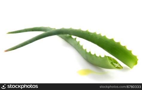 Aloe Vera Plant Isolated On White