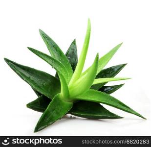 Aloe vera plant isolated on white. Aloe vera plant isolated on white.