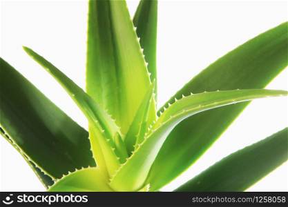 Aloe vera plant isolated on white background. Aloe vera is a succulent plant species of the genus Aloe. It is cultivated for agricultural and medicinal uses