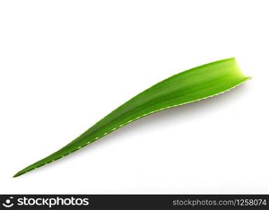 Aloe vera plant isolated on white background. Aloe vera is a succulent plant species of the genus Aloe. It is cultivated for agricultural and medicinal uses
