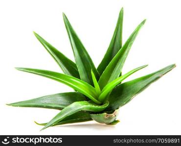 Aloe vera plant isolated on white background.. Aloe vera plant isolated on white background