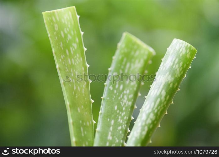 aloe vera plant on nature green background / close up of fresh aloe vera leaf with gel natural herbs and herbal medicines