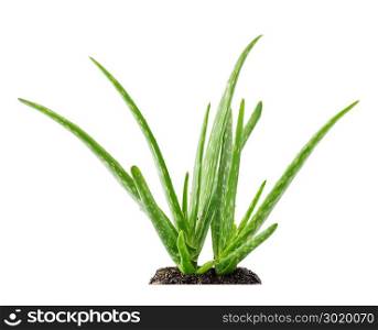 Aloe vera plant succulent with soil isolated on white background