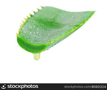 Aloe vera with juice drop isolated on white background