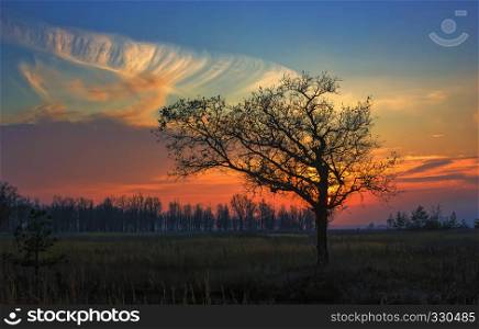 Alone bare tree in the field against the red-orange setting sun and cirrus clouds.. Alone Oak at sunset