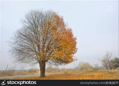 Alone birch tree in autumn time