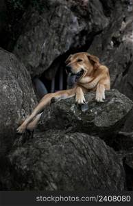 Alone brown dog portrait sitting comfortable in relax time on Large boulders or Big rocks in Mountain path. Selective focus.