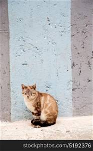 alone cat in africa morocco and house background