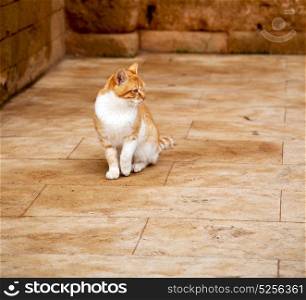 alone cat in africa morocco and house background
