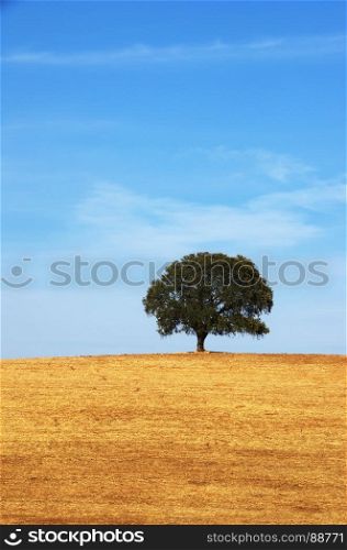 alone deciduos tree,field at south of Portugal