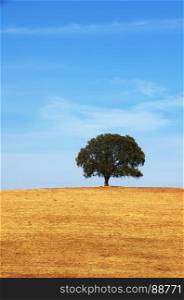 alone deciduos tree,field at south of Portugal