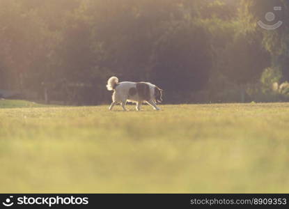 alone dog