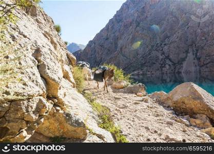Alone donkey in Fann mountain, Tajikistan