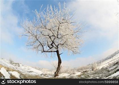 Alone frozen tree in winter snowy field