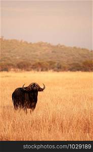 Alone male African wild buffalo in golden grass meadow of Serengeti Grumeti reserve Savanna forest - African Tanzania Safari wildlife trip during great migration