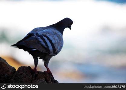 alone pigeon on nature background