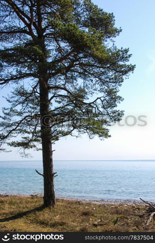 Alone pine tree at the coast. From the swedish island Oland in Sweden.