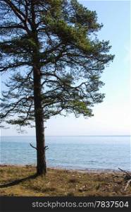 Alone pine tree at the coast. From the swedish island Oland in Sweden.