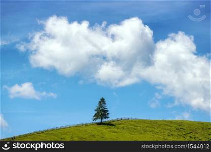 Alone pine tree on the green hill against beautiful blue sky with clouds at sunny bright day in summer. Colorful landscape with tree on the mountain, green grass and dramatic cloudy sky. Nature