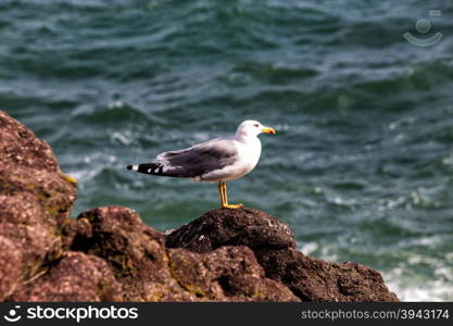 Alone seagull perched on a rock near the sea