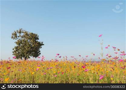 Alone tree and cosmos flower field on natural blue sky. A good day natural background.