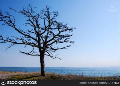 Alone tree at a coast. From the swedish island Oland in Sweden.