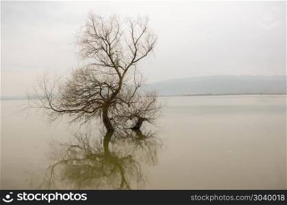 Alone tree in a lake, autumn season,reflection.
