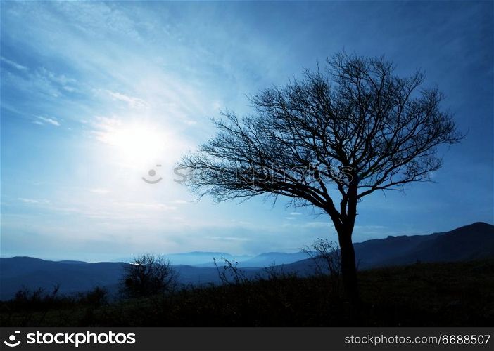 Alone tree in Crimean mountain