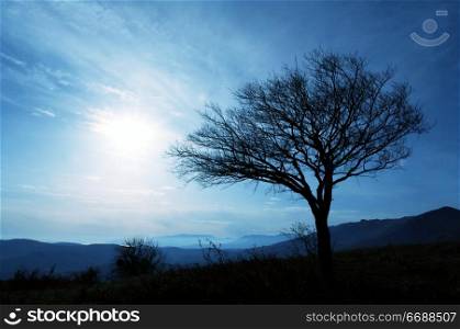 Alone tree in Crimean mountain