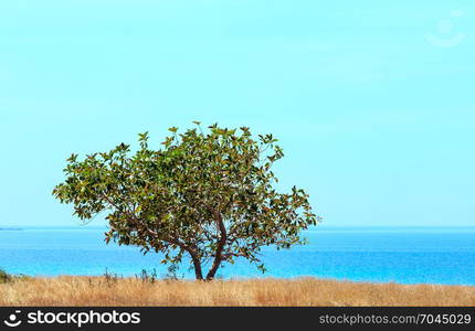 Alone tree in front of azure Tyrrhenian sea picturesque bay, Macari, Sicily, Italy