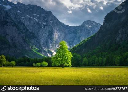 Alone tree in green alpine meadows in mountains at sunset in summer in Logar valley, Slovenia. Beautiful view of field, green grass, forest, rocks, blue sky with clouds and sunlight. Nature background