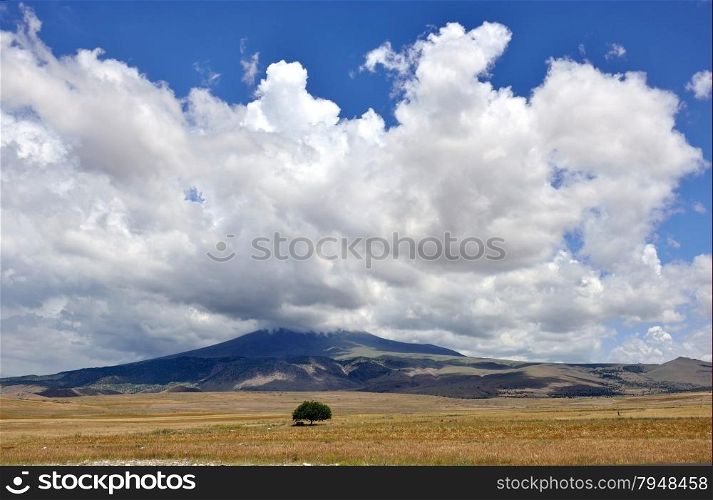 Alone tree in the field, the cloud cover over the mountain