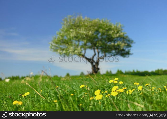 alone tree on green grass field