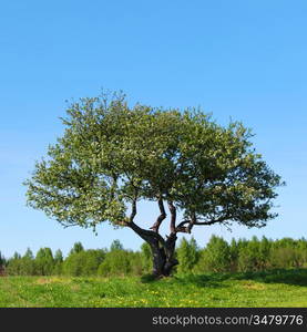 alone tree on green grass field