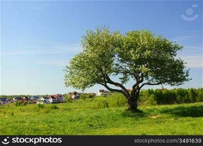 alone tree on green grass field