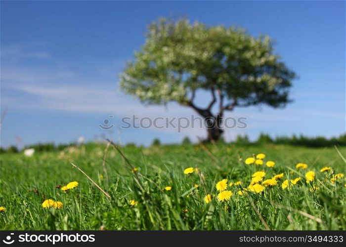 alone tree on green grass field