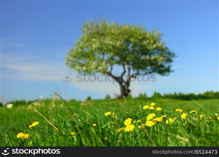 alone tree on green grass field. alone tree