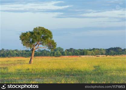 Alone tree on green meadow and blue sky background