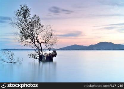 Alone tree on sea with sunset