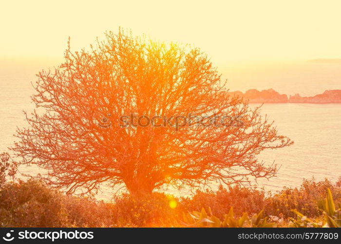 Alone tree on sunset